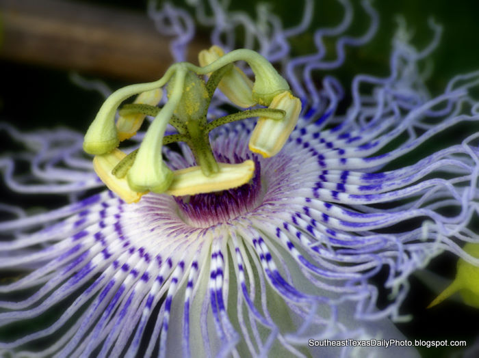 Southeast Texas Daily Photos The passion is wilting